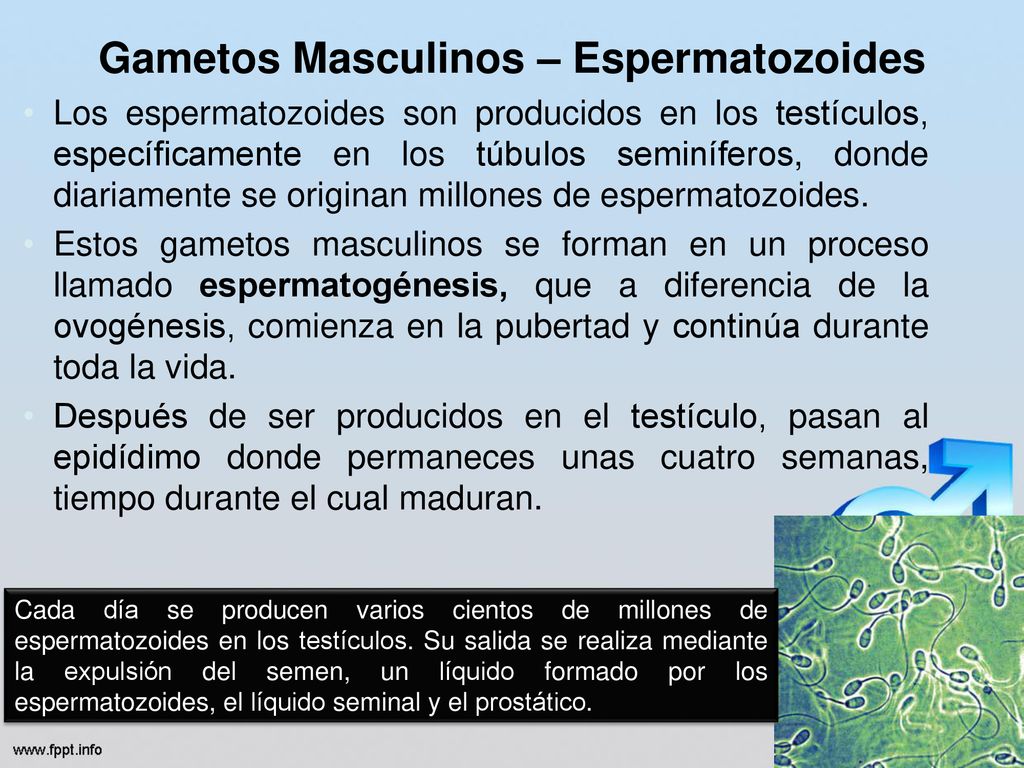 cómo la glándula prostática ayuda a neutralizar el líquido seminal cómo la glándula prostática ayuda a neutralizar el líquido seminal
